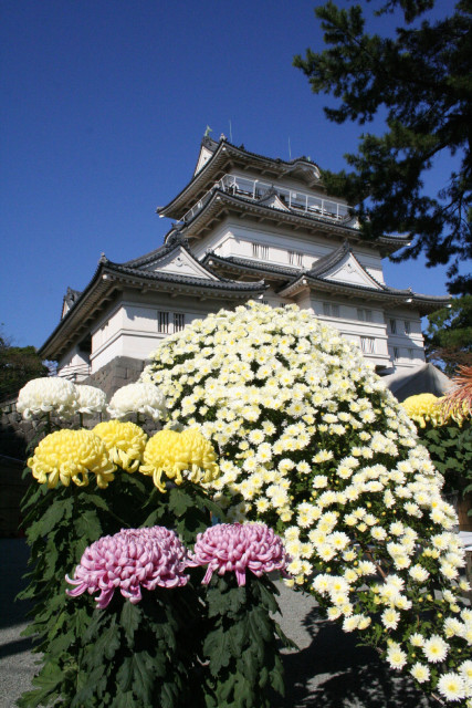 小田原城「小田原城菊花展」